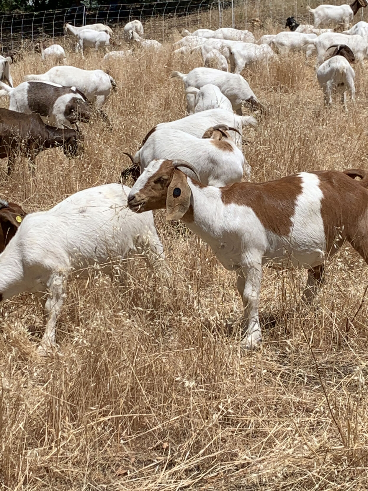 Byrne Preserve Goats